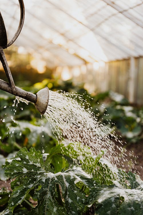 Close-up Photo of Watering of Plants 