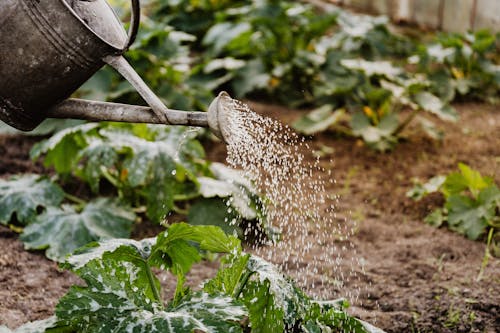 Free Close-up Photo of Watering Crops Stock Photo