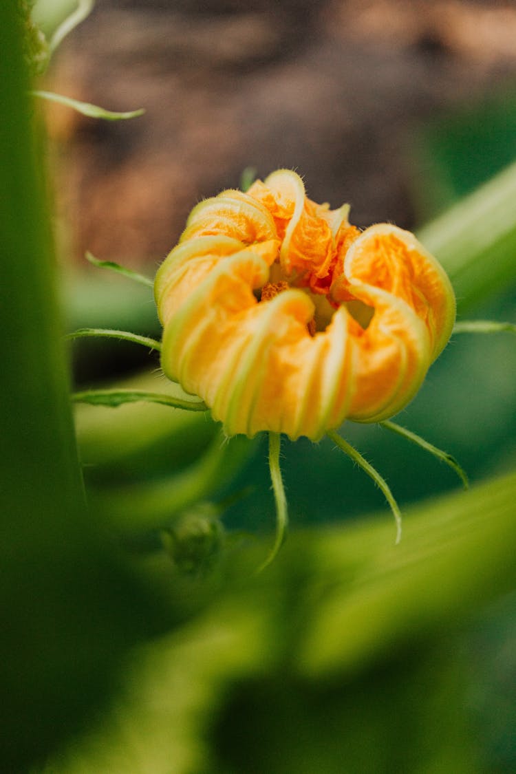 Close-up Photo Of A Pumpkin Flower