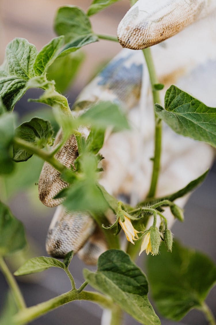 Hand Of A Person Wearing Gloves Holding Green Plant