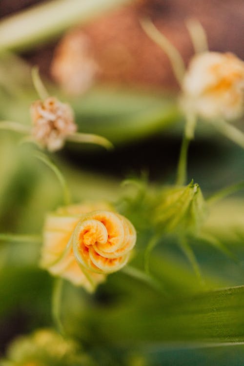 Fotobanka s bezplatnými fotkami na tému flóra, hĺbka ostrosti, pattypan squash kvet