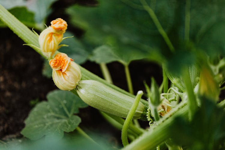 Flower Buds Of Zucchini Plant