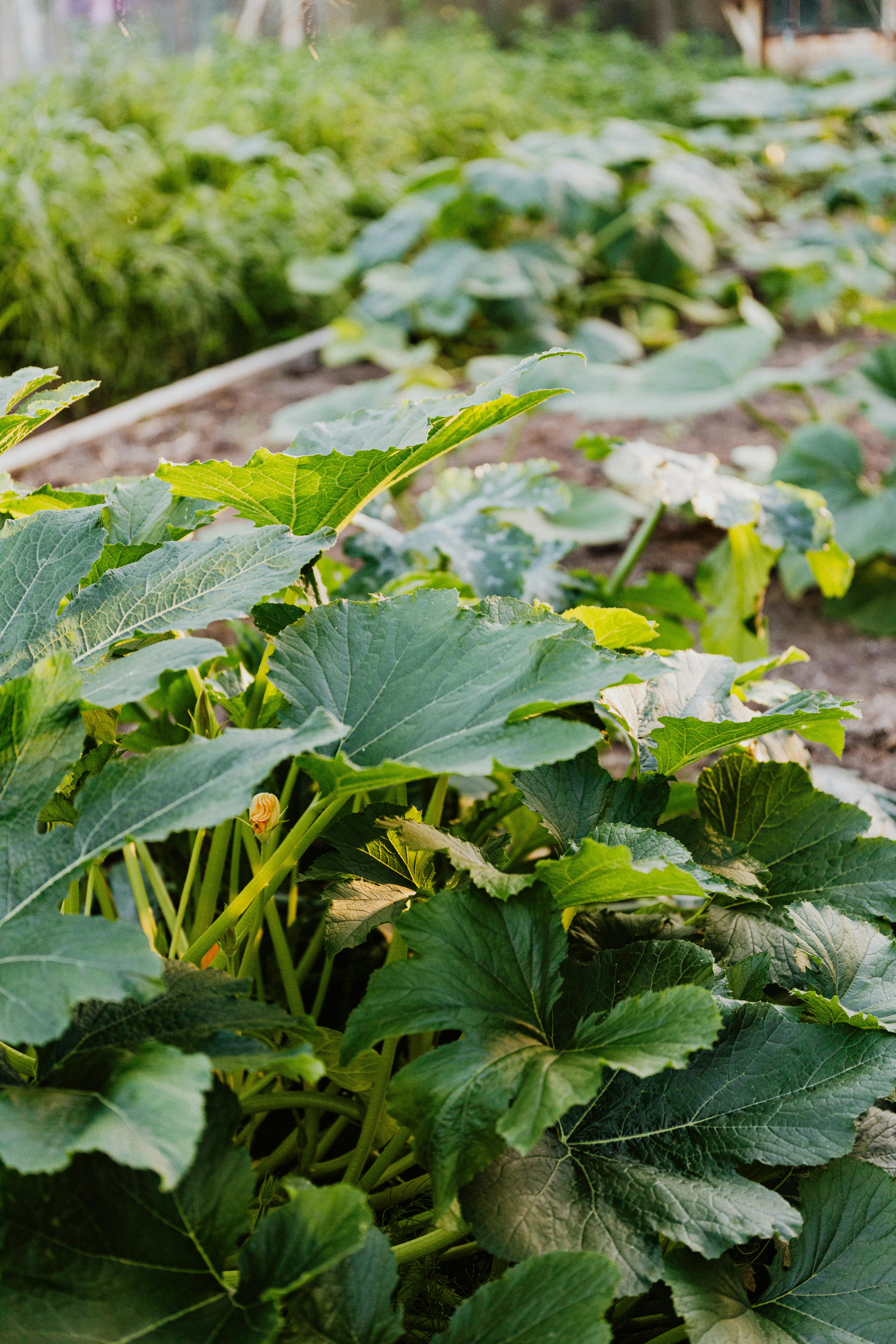 Tomato hydroponic system