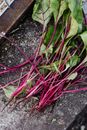 Green Leaves With Purple Stems