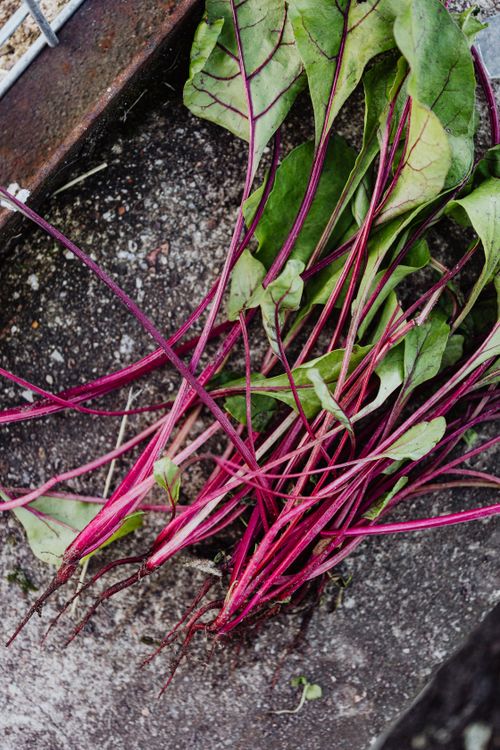 Free High-angle shot of freshly uprooted beets with vibrant leaves on concrete. Stock Photo