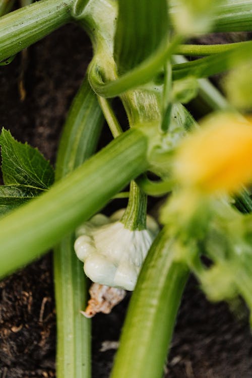 A Green Plant With a Pattypan Squash 