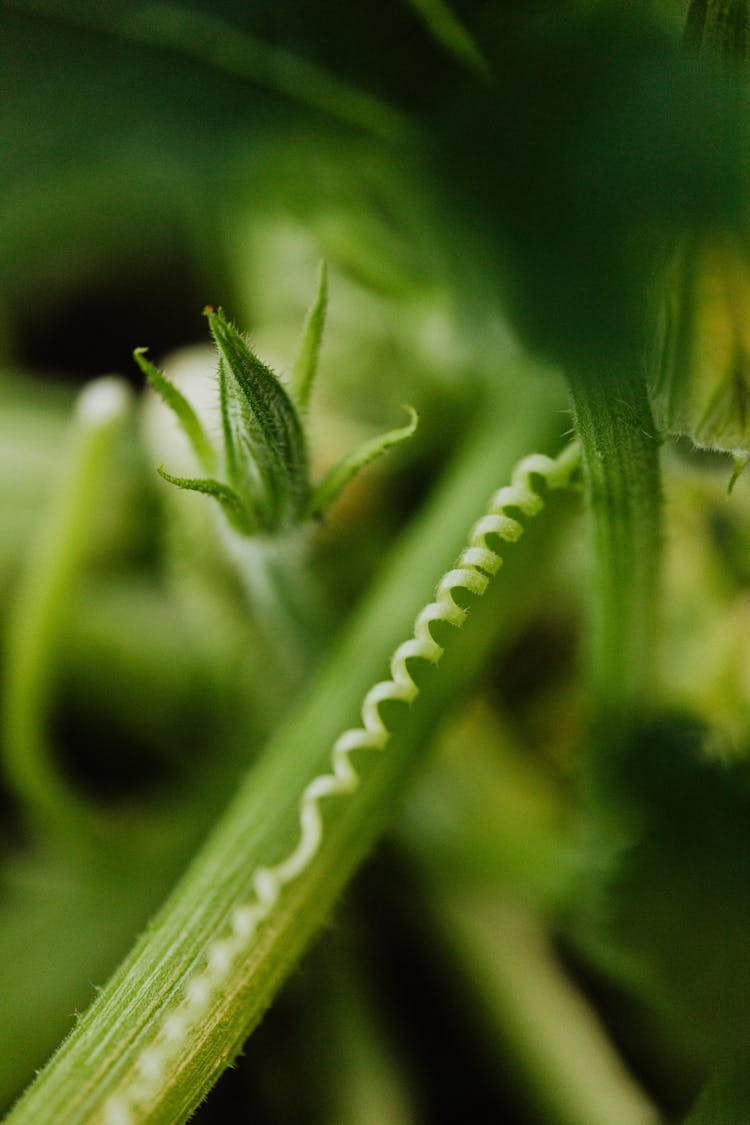 Close-up On Spiral Stem Of Plant