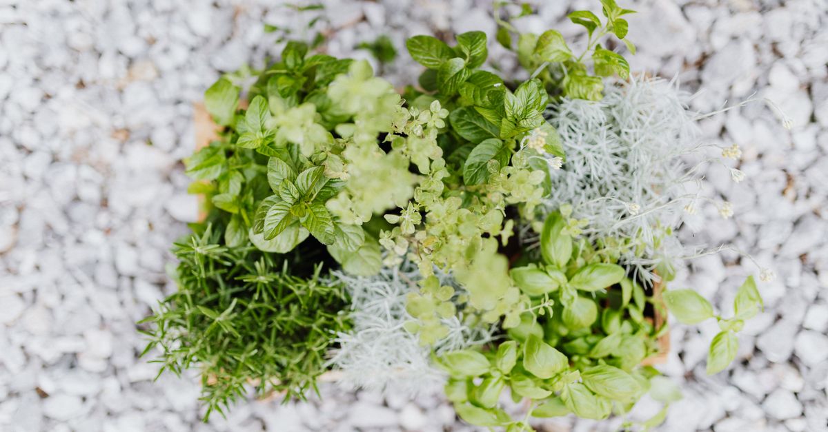How to Start Your Own Herb Garden at Home