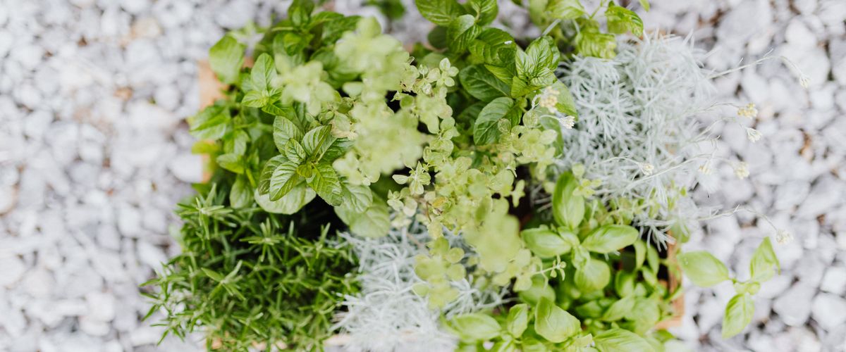 Herb garden