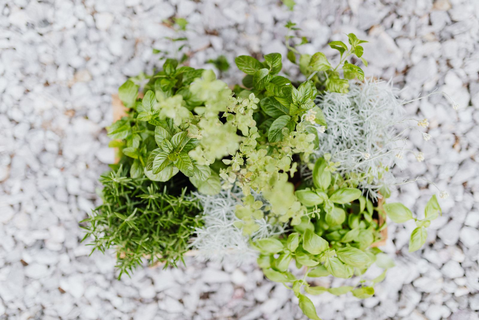 Fresh herbs growing in a garden planter
