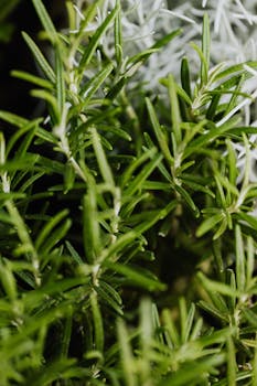 fresh rosemary image 4