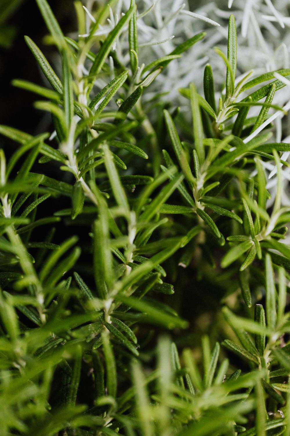 Rosemary Bundle