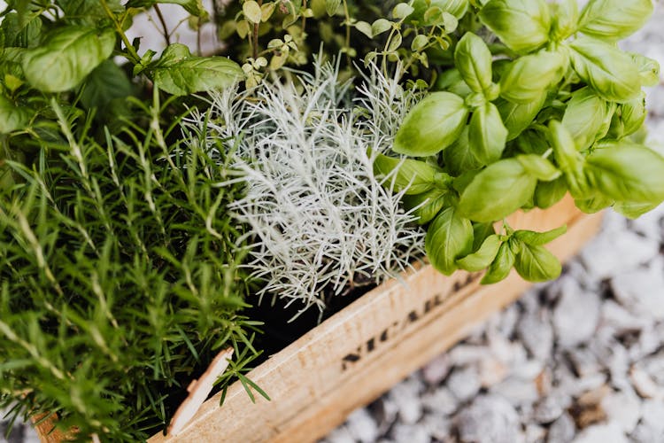 Herbs Growing In Crate