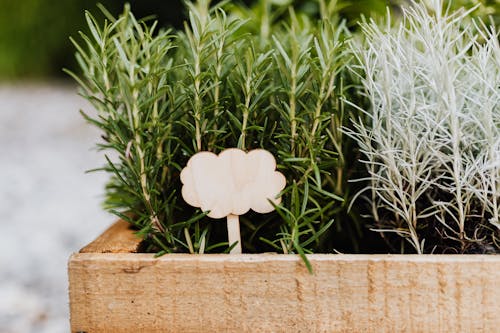 Cloud Shaped Sign in Crates of Herbs