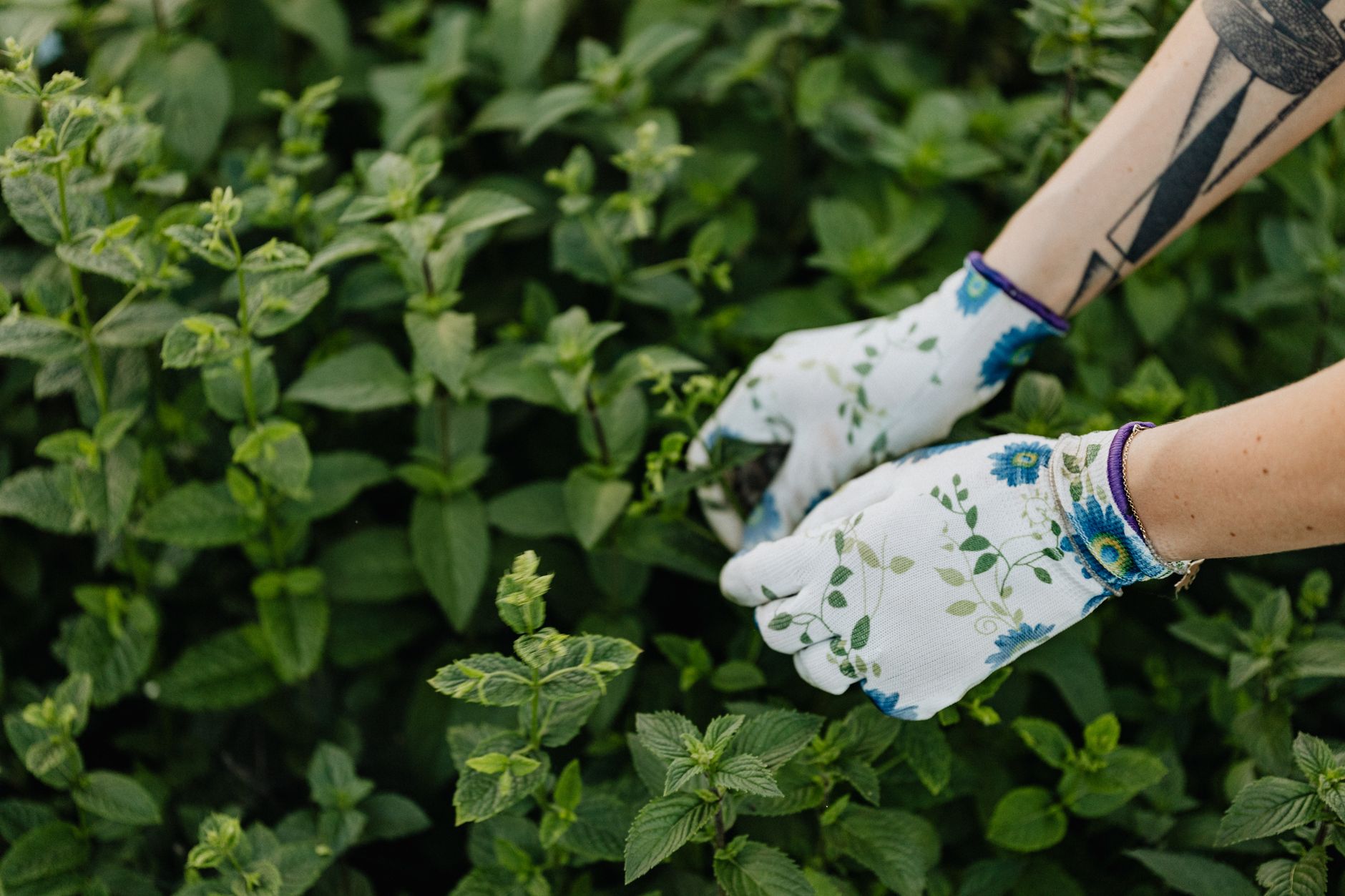 Person wearing floral gloves harvesting mint in a lush garden.