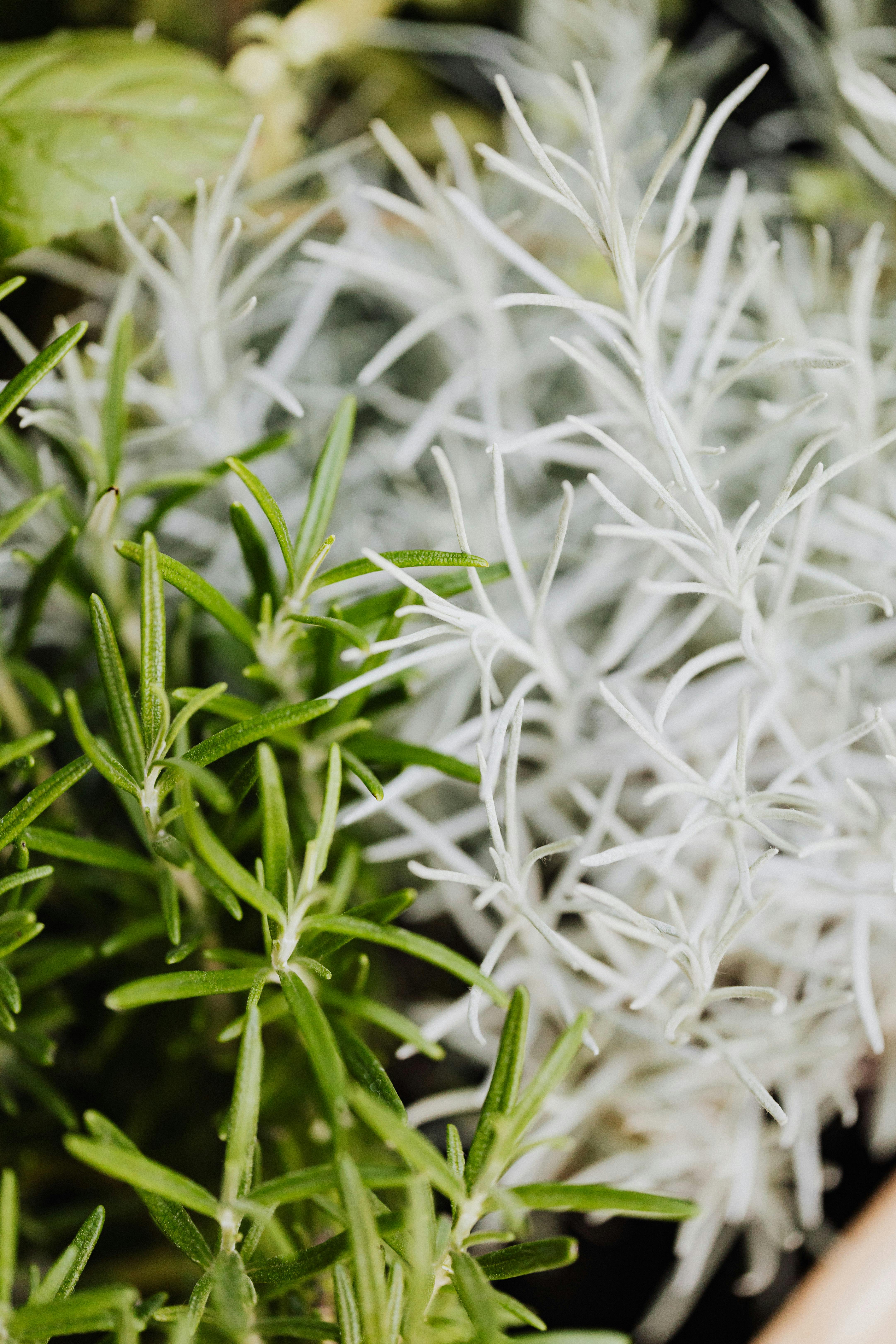 Vibrant close-up of rosemary and other herb leaves in natural light.