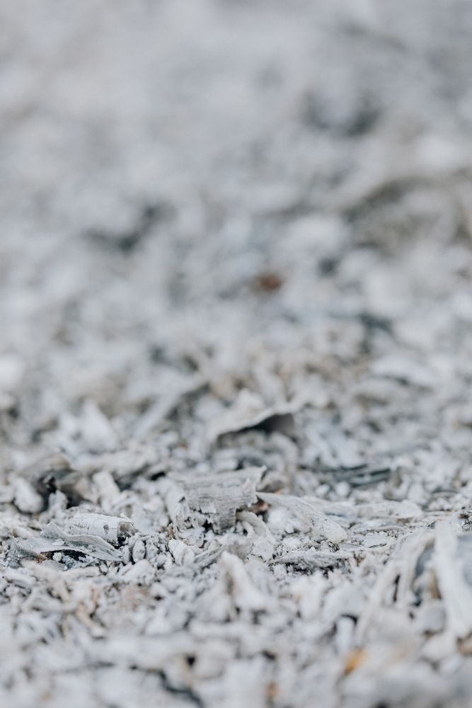 Ash Photos, Download The BEST Free Ash Stock Photos & HD Images