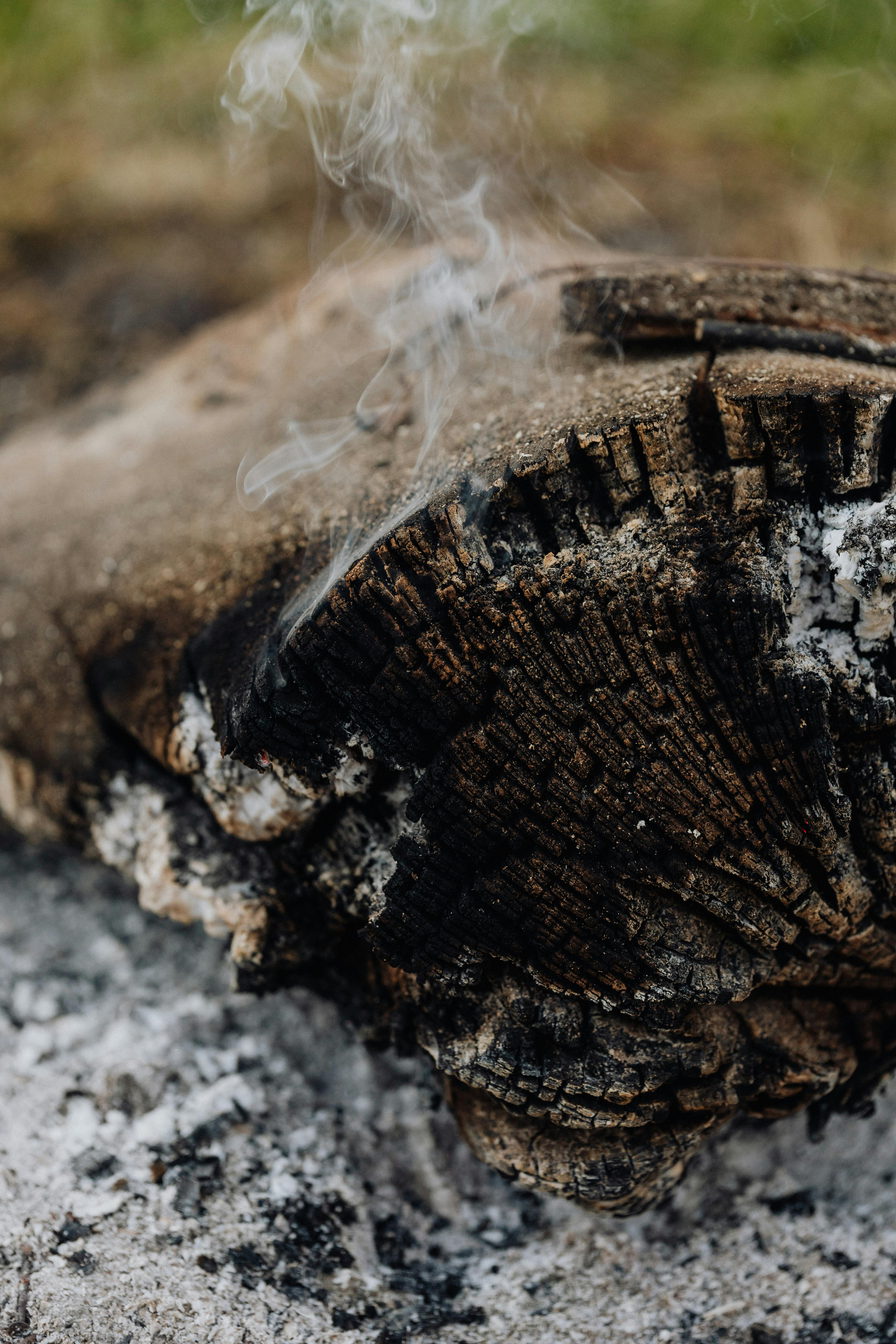 Tree stump in the forest