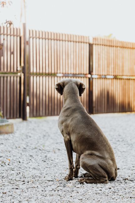 A Weimaraner dog sitting and waiting by a wooden fence on a rocky ground.
