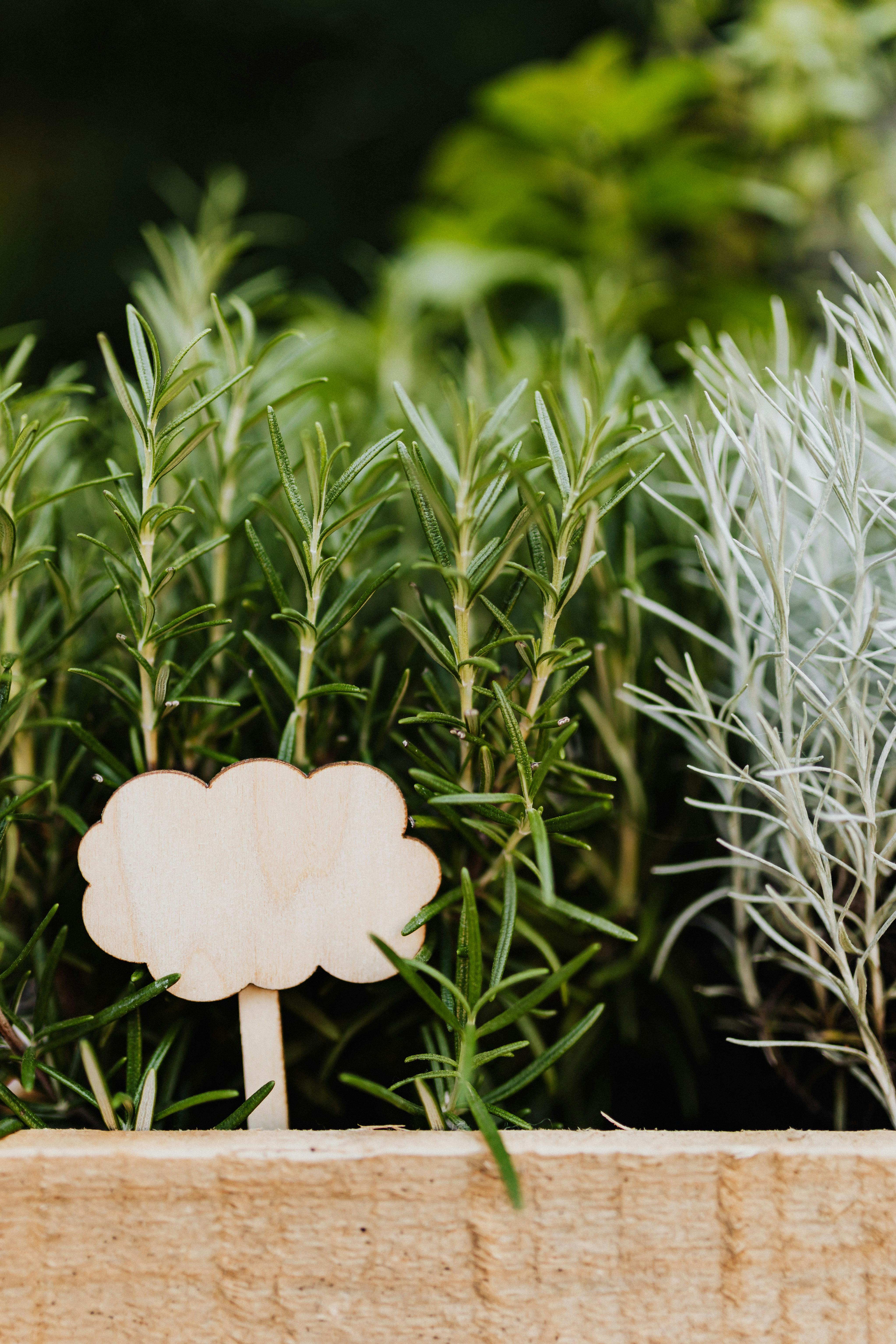 close-up of healthy thyme plant after light pruning UK