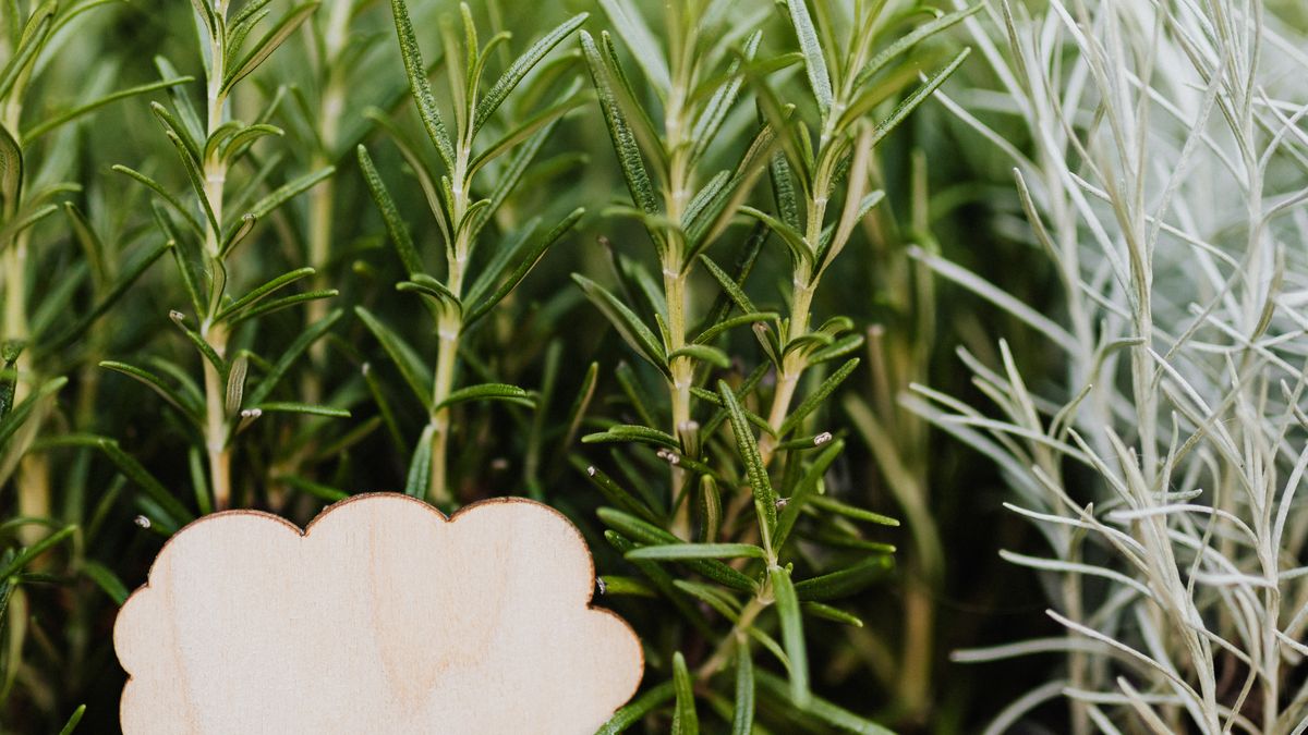 Le vin et les plantes aromatiques : accords AOC à cultiver chez soi