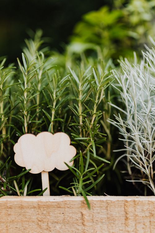 Free Vertical close-up of fresh herbs with a decorative wooden sign in focus. Stock Photo
