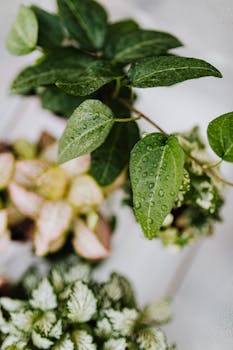 Vibrant green leaves with dew droplets showcasing natural beauty and freshness.