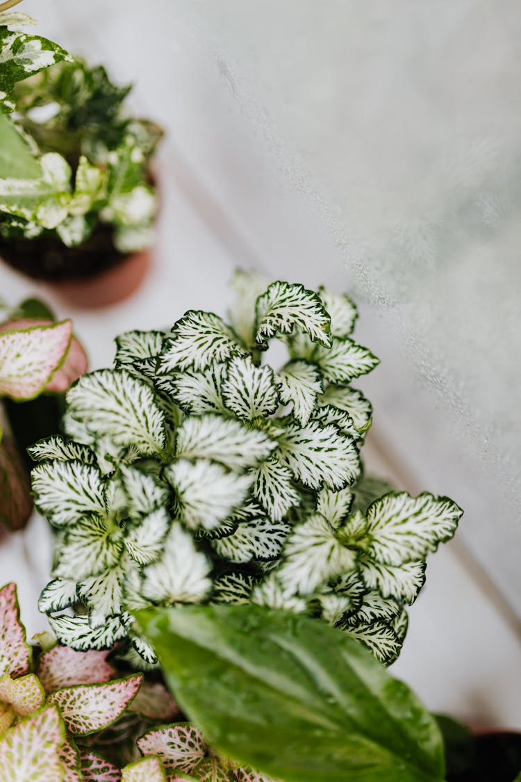 Green And White Leafy Plants