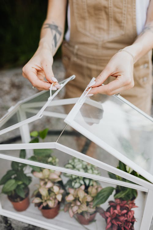 Free Person Holding A Clear Glass Box With Potted Plants Stock Photo