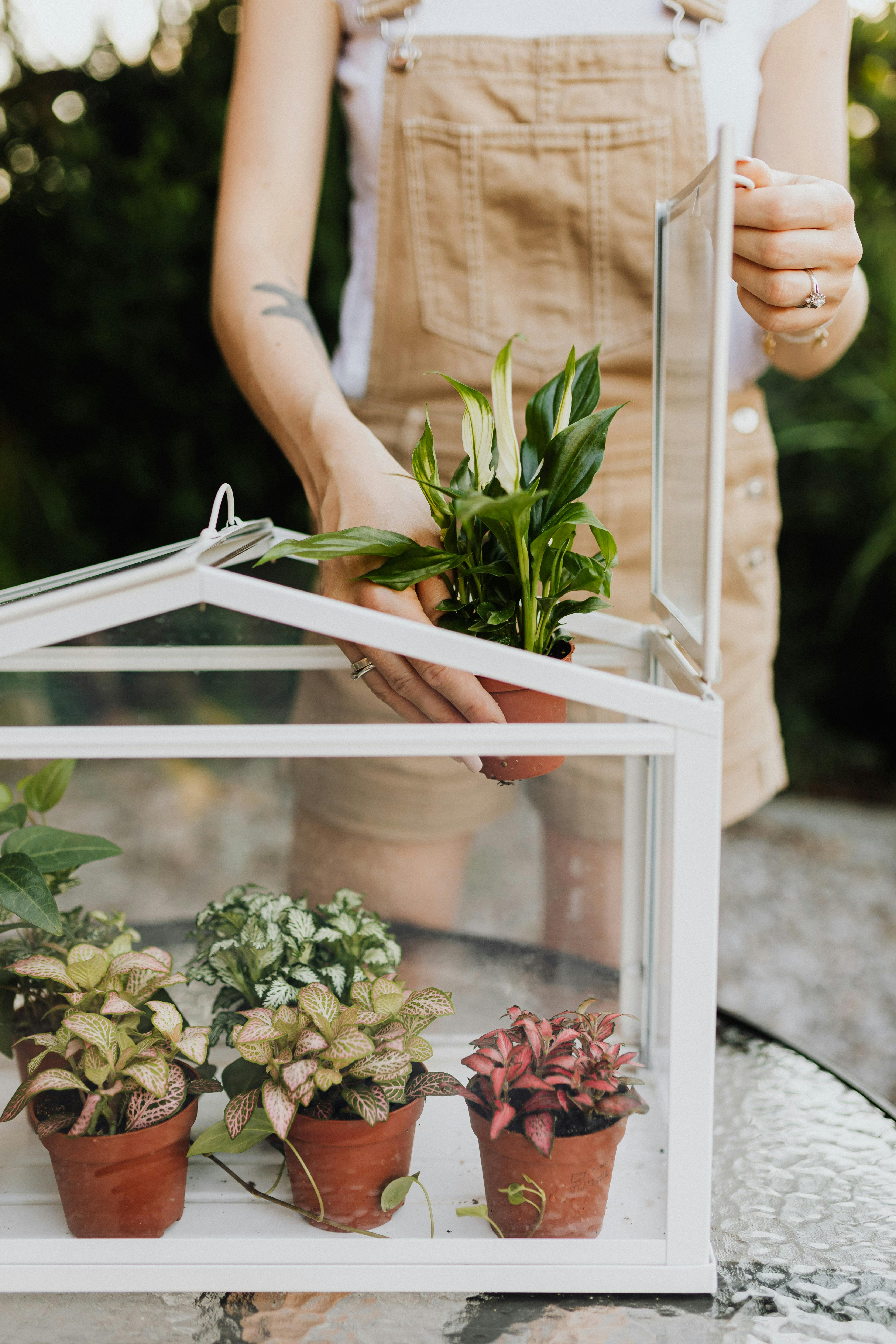 person holding a a potted plant