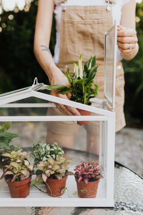 Free Woman arranging potted plants in glass greenhouse. Perfect for home gardening inspiration. Stock Photo