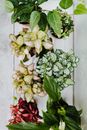 Flatlay Shot of Assorted Plants