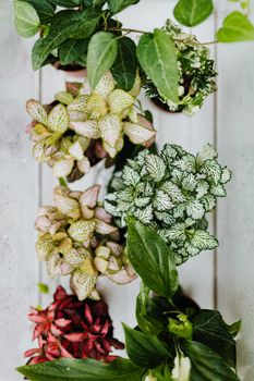 Flatlay Shot of Assorted Plants 