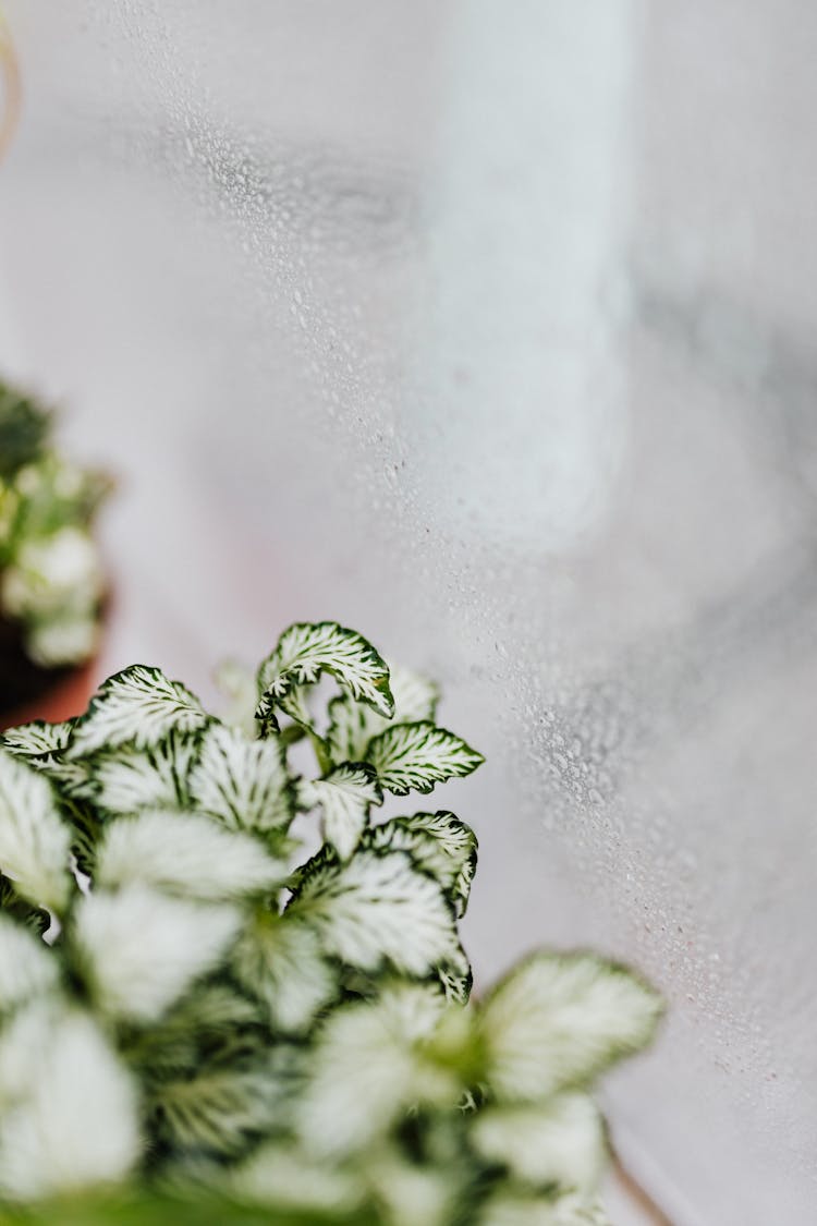 Nerve Plant Near A Glass Wall 