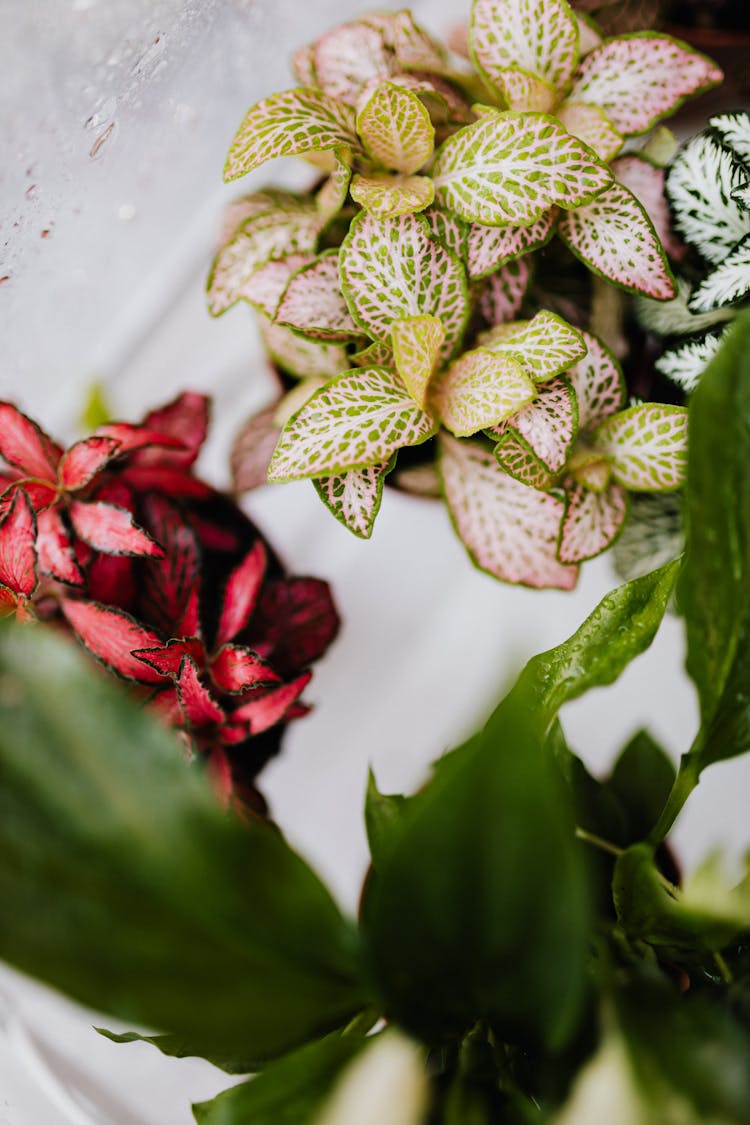 Plants With Colorful Leaves