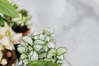 靠近窗户的盆栽植物特写，展现室内自然风光
