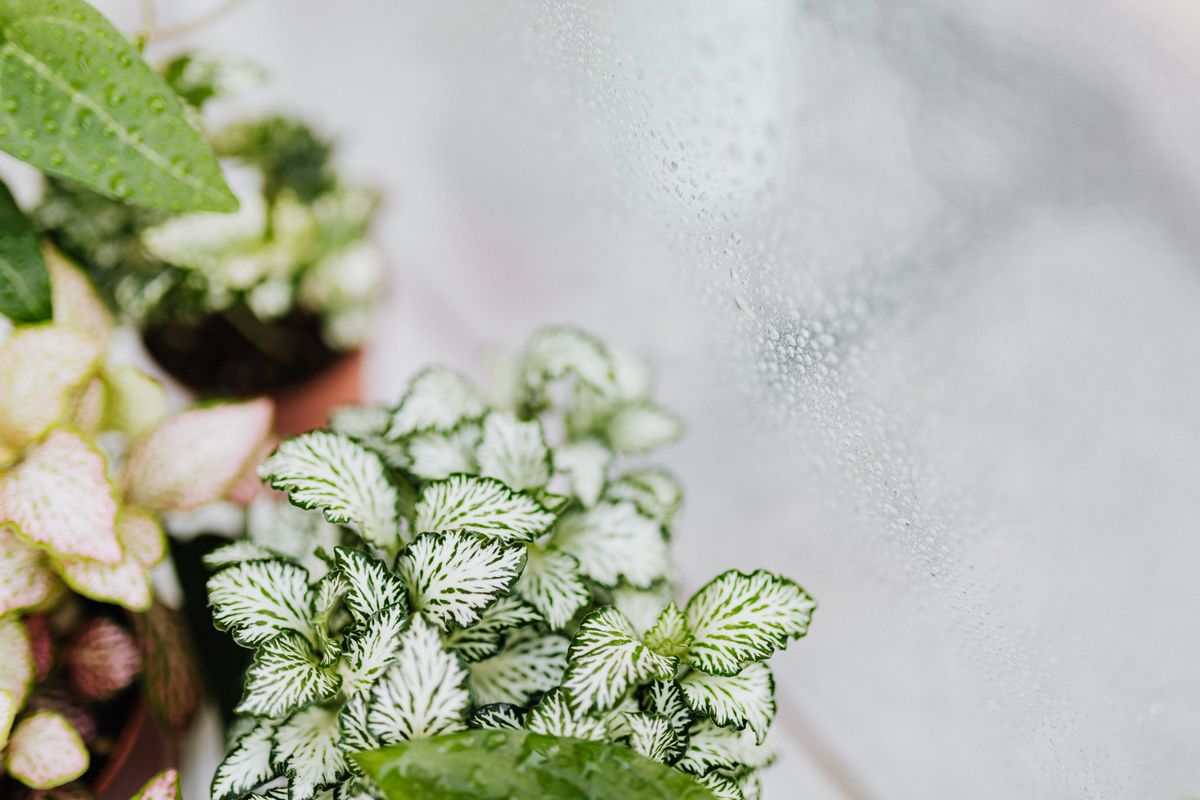 Hivernage des plantes en pot - Choisir le meilleur emplacement pour l’hiver