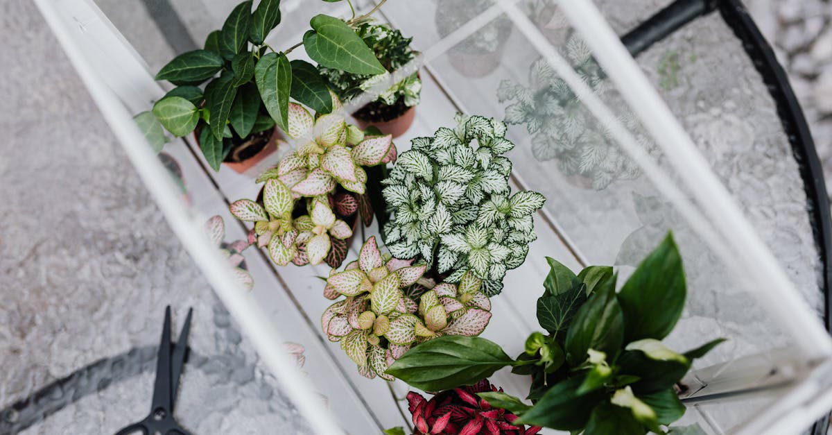 Tout savoir sur les mini-serres d'appartement