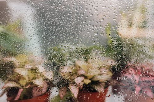 Water Droplets on Glass Window Beside Potted Plants