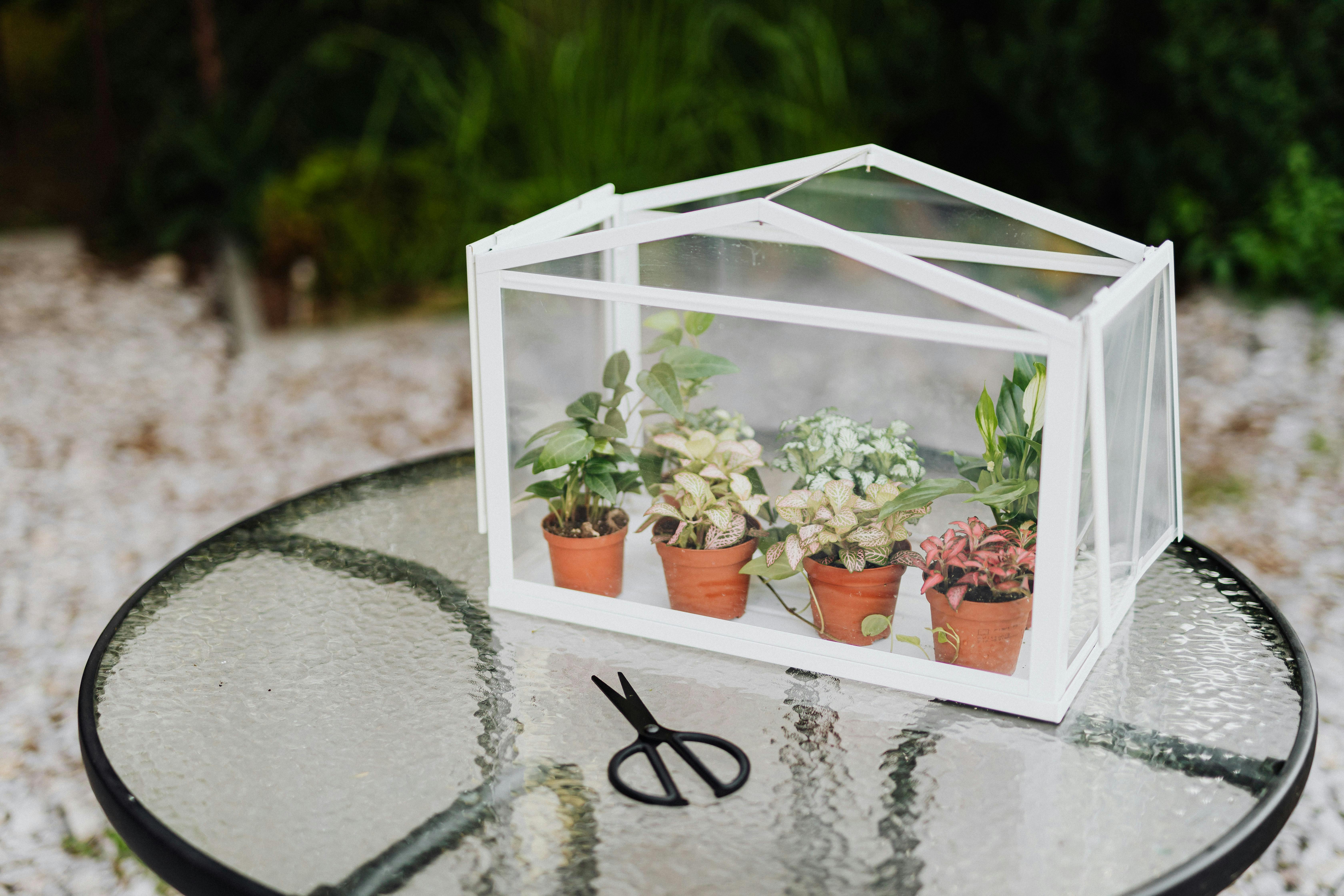 potted plants in a small greenhouse