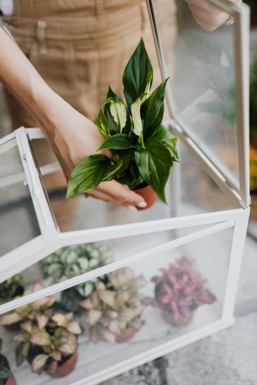 Free Close-up of a hand placing a Spathiphyllum in a mini greenhouse with clay pots. Stock Photo