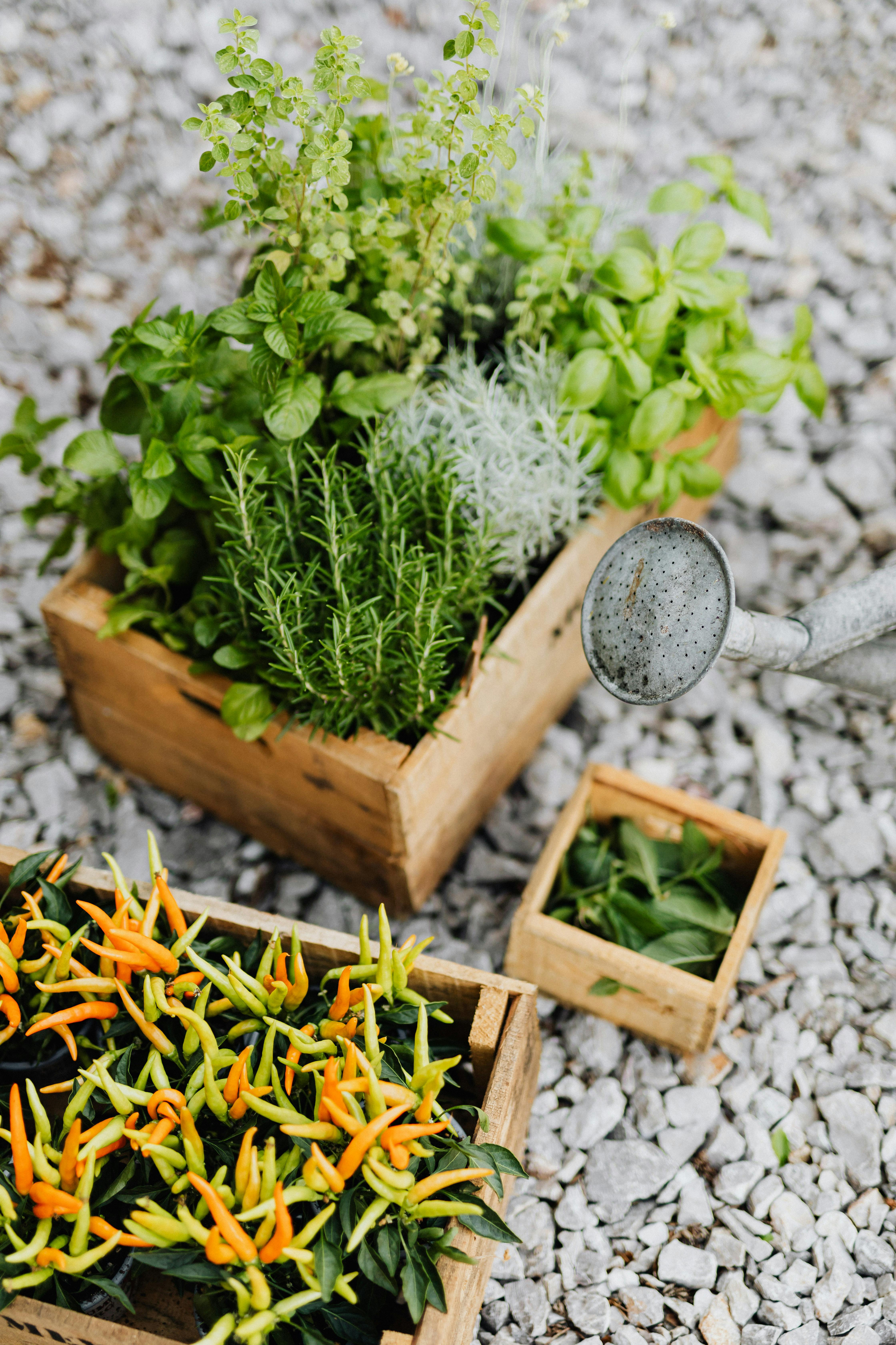Gourmet dish seasoned with sage rosemary and thyme