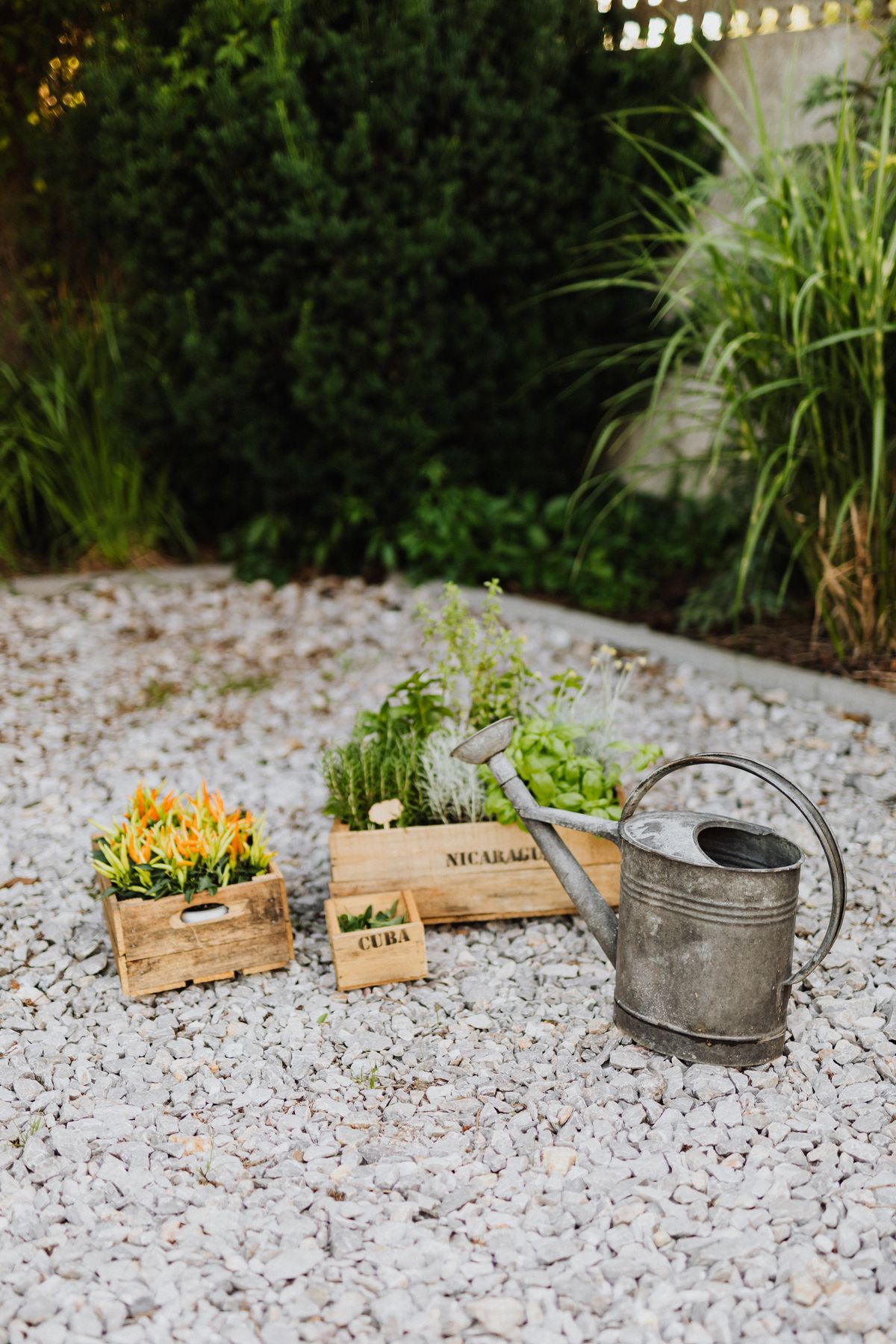 Charming garden scene with wooden planters, herbs, and a vintage watering can on gravel. Stock Photo.