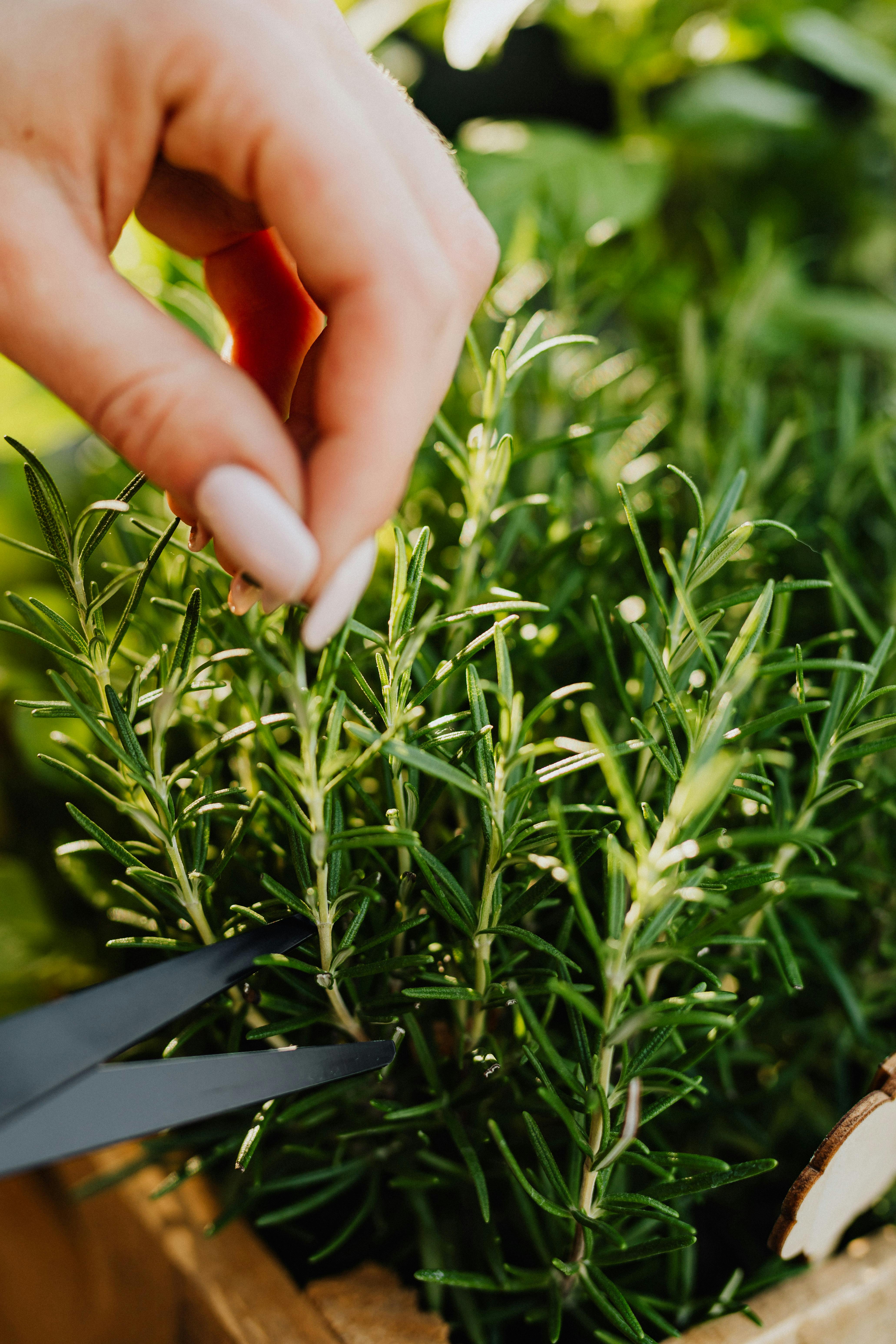 Free Close Up Photo of a Person Cutting Plant with Scissors Stock Photo