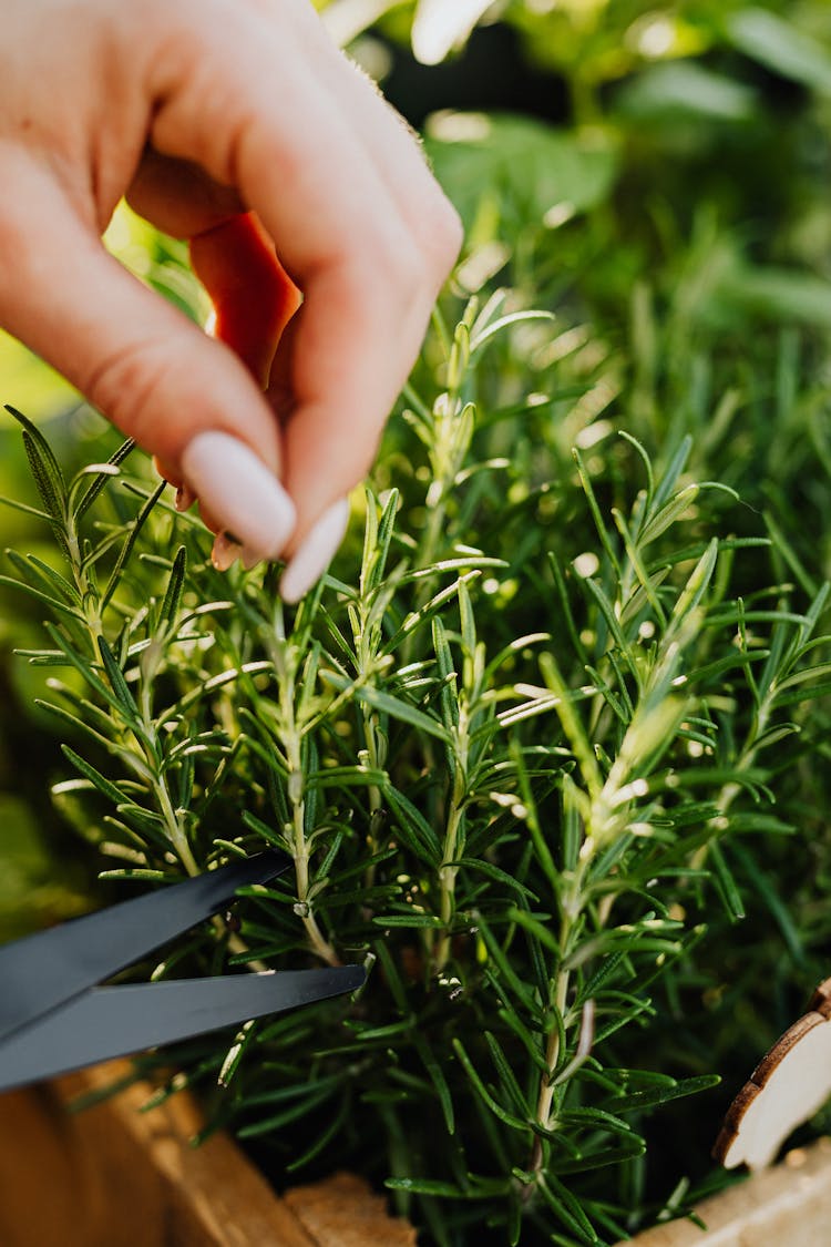 Close Up Photo Of A Person Cutting Plant With Scissors