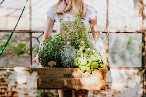Free A woman in a white t-shirt holds a wooden crate filled with assorted fresh herbs in a greenhouse. Stock Photo