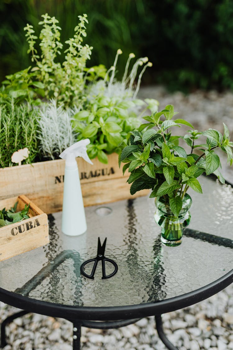 Peppermint Plant In Clear Glass Vase