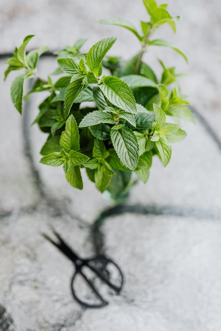 Black Scissors Near A Spearmint Plant 