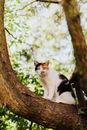 一只花布猫白天栖息在绿树成荫的树枝上