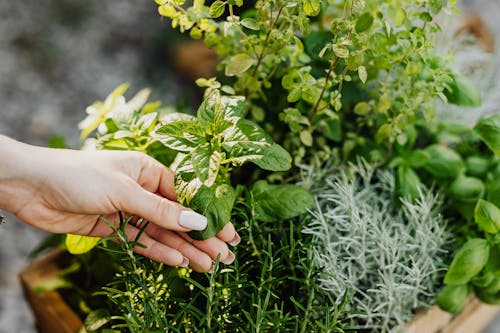 Hand Holding a Green Leaf 